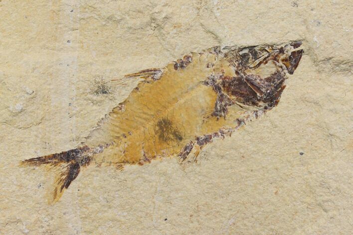 Cretaceous Fish (Primigatus) With Fossil Shrimp - Lebanon #147243